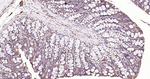 ERK1/2 Antibody in Immunohistochemistry (Paraffin) (IHC (P))