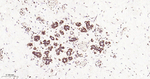 ERK1/2 Antibody in Immunohistochemistry (Paraffin) (IHC (P))