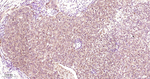 ERK1/2 Antibody in Immunohistochemistry (Paraffin) (IHC (P))