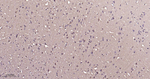 ERK1/2 Antibody in Immunohistochemistry (Paraffin) (IHC (P))