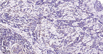 ERK1/2 Antibody in Immunohistochemistry (Paraffin) (IHC (P))