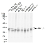 ERK1/2 Antibody in Western Blot (WB)