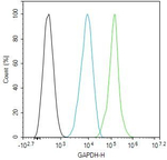 GAPDH Antibody in Flow Cytometry (Flow)