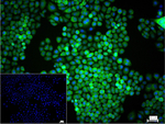 GAPDH Antibody in Immunocytochemistry (ICC/IF)