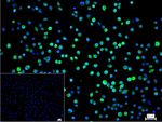 GAPDH Recombinant Rabbit Monoclonal Antibody (3B5)