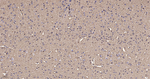 GAPDH Antibody in Immunohistochemistry (Paraffin) (IHC (P))