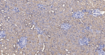 GAPDH Antibody in Immunohistochemistry (Paraffin) (IHC (P))