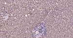 GAPDH Antibody in Immunohistochemistry (Paraffin) (IHC (P))