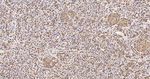 GAPDH Antibody in Immunohistochemistry (Paraffin) (IHC (P))