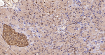 GAPDH Antibody in Immunohistochemistry (Paraffin) (IHC (P))