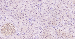 GAPDH Antibody in Immunohistochemistry (Paraffin) (IHC (P))