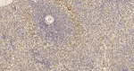 GAPDH Antibody in Immunohistochemistry (Paraffin) (IHC (P))