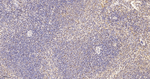 GAPDH Antibody in Immunohistochemistry (Paraffin) (IHC (P))