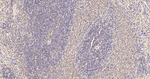 GAPDH Antibody in Immunohistochemistry (Paraffin) (IHC (P))