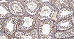 GAPDH Antibody in Immunohistochemistry (Paraffin) (IHC (P))