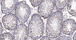 GAPDH Antibody in Immunohistochemistry (Paraffin) (IHC (P))