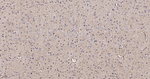 GAPDH Antibody in Immunohistochemistry (Paraffin) (IHC (P))
