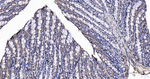 GAPDH Antibody in Immunohistochemistry (Paraffin) (IHC (P))