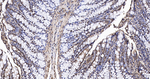 GAPDH Antibody in Immunohistochemistry (Paraffin) (IHC (P))