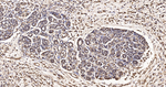 GAPDH Antibody in Immunohistochemistry (Paraffin) (IHC (P))