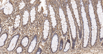GAPDH Antibody in Immunohistochemistry (Paraffin) (IHC (P))