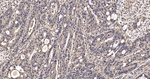 GAPDH Antibody in Immunohistochemistry (Paraffin) (IHC (P))