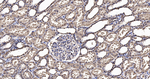 GAPDH Antibody in Immunohistochemistry (Paraffin) (IHC (P))