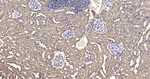 GAPDH Antibody in Immunohistochemistry (Paraffin) (IHC (P))