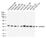 GAPDH Antibody in Western Blot (WB)