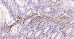CD29 Antibody in Immunohistochemistry (Paraffin) (IHC (P))