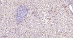 CD29 Antibody in Immunohistochemistry (Paraffin) (IHC (P))