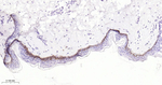 CD29 Antibody in Immunohistochemistry (Paraffin) (IHC (P))