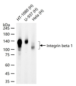 CD29 Antibody in Western Blot (WB)