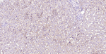 SR-BI Antibody in Immunohistochemistry (Paraffin) (IHC (P))
