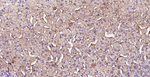 SR-BI Antibody in Immunohistochemistry (Paraffin) (IHC (P))