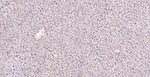 SR-BI Antibody in Immunohistochemistry (Paraffin) (IHC (P))