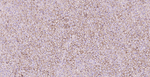 SR-BI Antibody in Immunohistochemistry (Paraffin) (IHC (P))