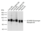 SR-BI Antibody in Western Blot (WB)