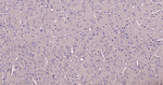 beta Tubulin Recombinant Rabbit Monoclonal Antibody (2F11)