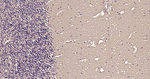 beta Tubulin Antibody in Immunohistochemistry (Paraffin) (IHC (P))