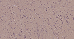 beta Tubulin Antibody in Immunohistochemistry (Paraffin) (IHC (P))