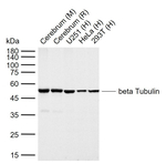 beta Tubulin Antibody in Western Blot (WB)