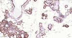 Phospho-EIF2A (Ser51) Antibody in Immunohistochemistry (Paraffin) (IHC (P))