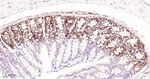 Phospho-EIF2A (Ser51) Antibody in Immunohistochemistry (Paraffin) (IHC (P))