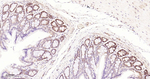 Phospho-EIF2A (Ser51) Antibody in Immunohistochemistry (Paraffin) (IHC (P))