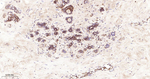 Phospho-EIF2A (Ser51) Antibody in Immunohistochemistry (Paraffin) (IHC (P))