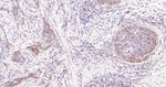 Phospho-EIF2A (Ser51) Antibody in Immunohistochemistry (Paraffin) (IHC (P))