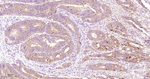 Phospho-EIF2A (Ser51) Antibody in Immunohistochemistry (Paraffin) (IHC (P))
