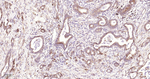 Phospho-EIF2A (Ser51) Recombinant Rabbit Monoclonal Antibody (8B5)
