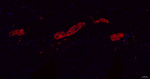 Tau Antibody in Immunohistochemistry (Paraffin) (IHC (P))